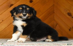 Australian Shepherd dogs for sale: Alden - Image 6