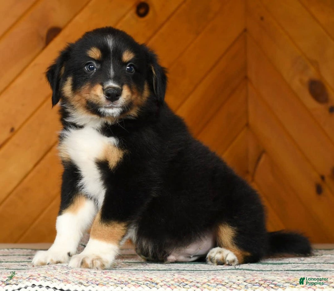 Australian Shepherd dogs for sale: Alden - Image 6
