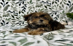 Shorkie dogs for sale: Sugar - Image 5