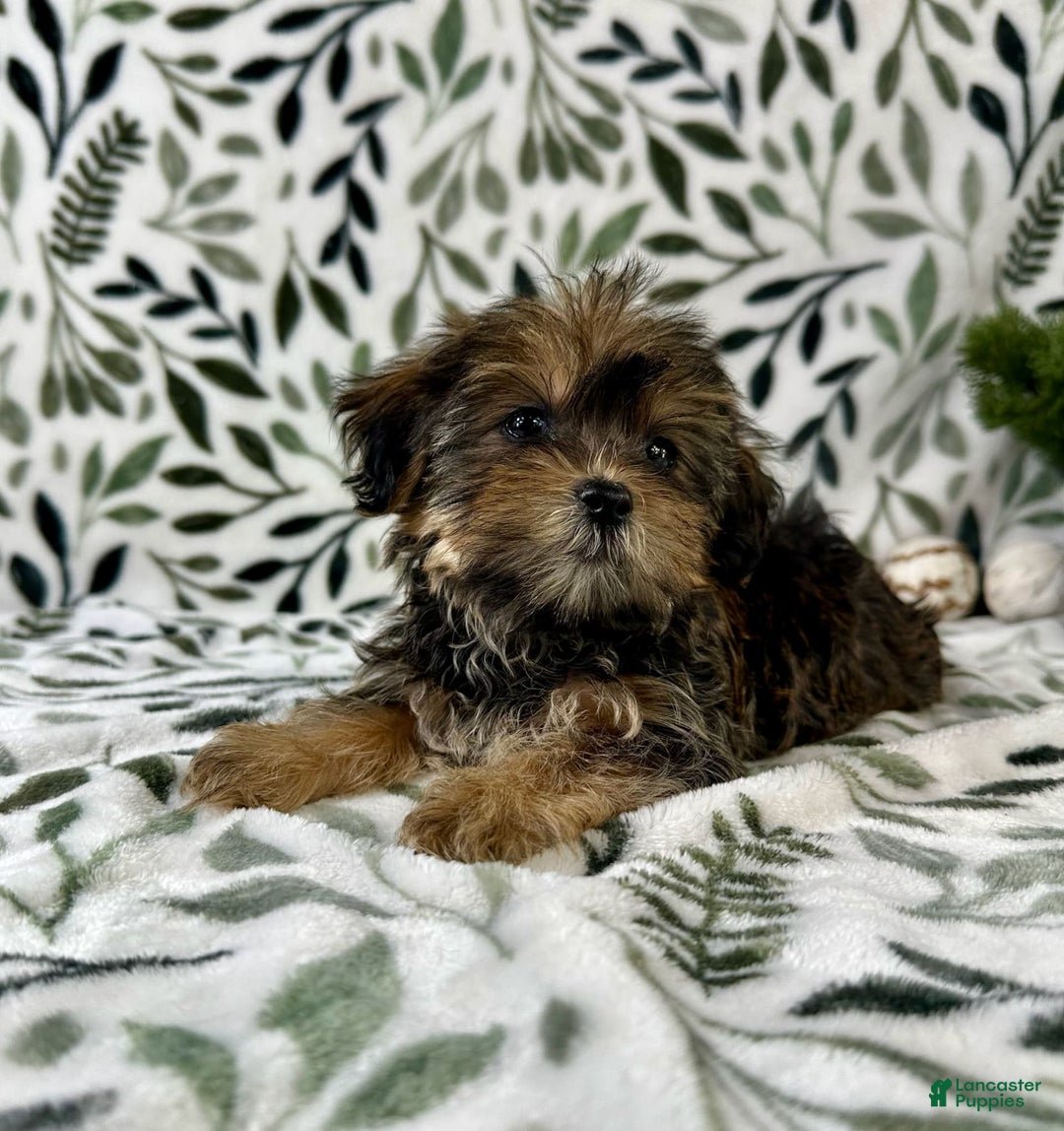 Shorkie dogs for sale: Sugar - Image 5
