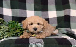Miniature Poodle dogs for sale: Farley - Image 2