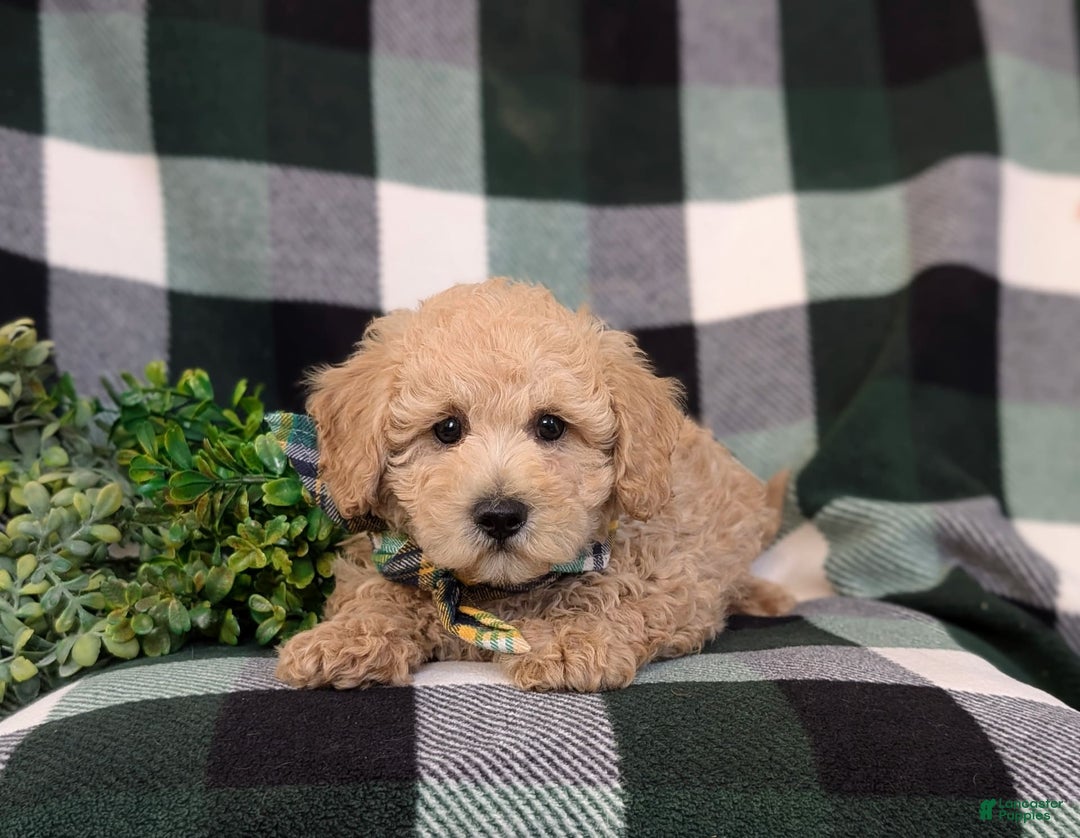 Miniature Poodle dogs for sale: Farley - Image 2