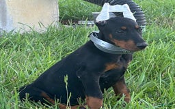 Doberman Pinscher dogs for sale: Alice - Image 2