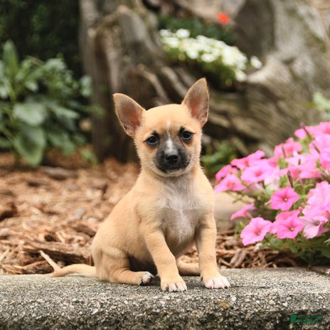 Pomeranian dogs for sale - Ad 5