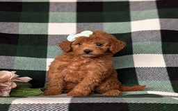 Mini Goldendoodle dogs for sale: Kamryn Hypoallergenic - Image 2