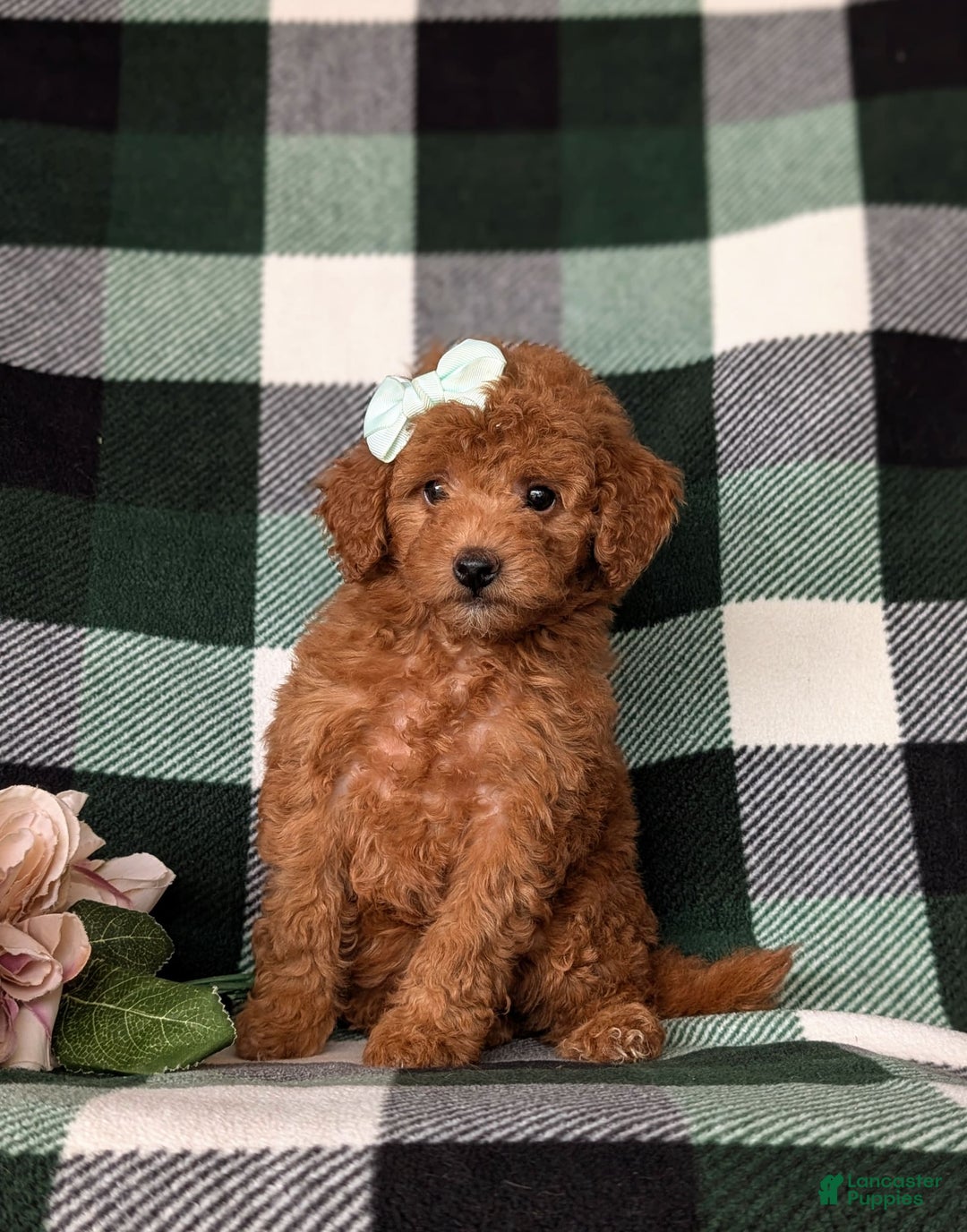 Mini Goldendoodle dogs for sale: Kamryn Hypoallergenic - Image 2