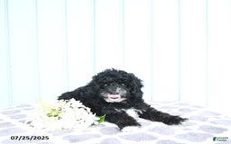 Toy Poodle dogs for sale: Kobey - Image 12