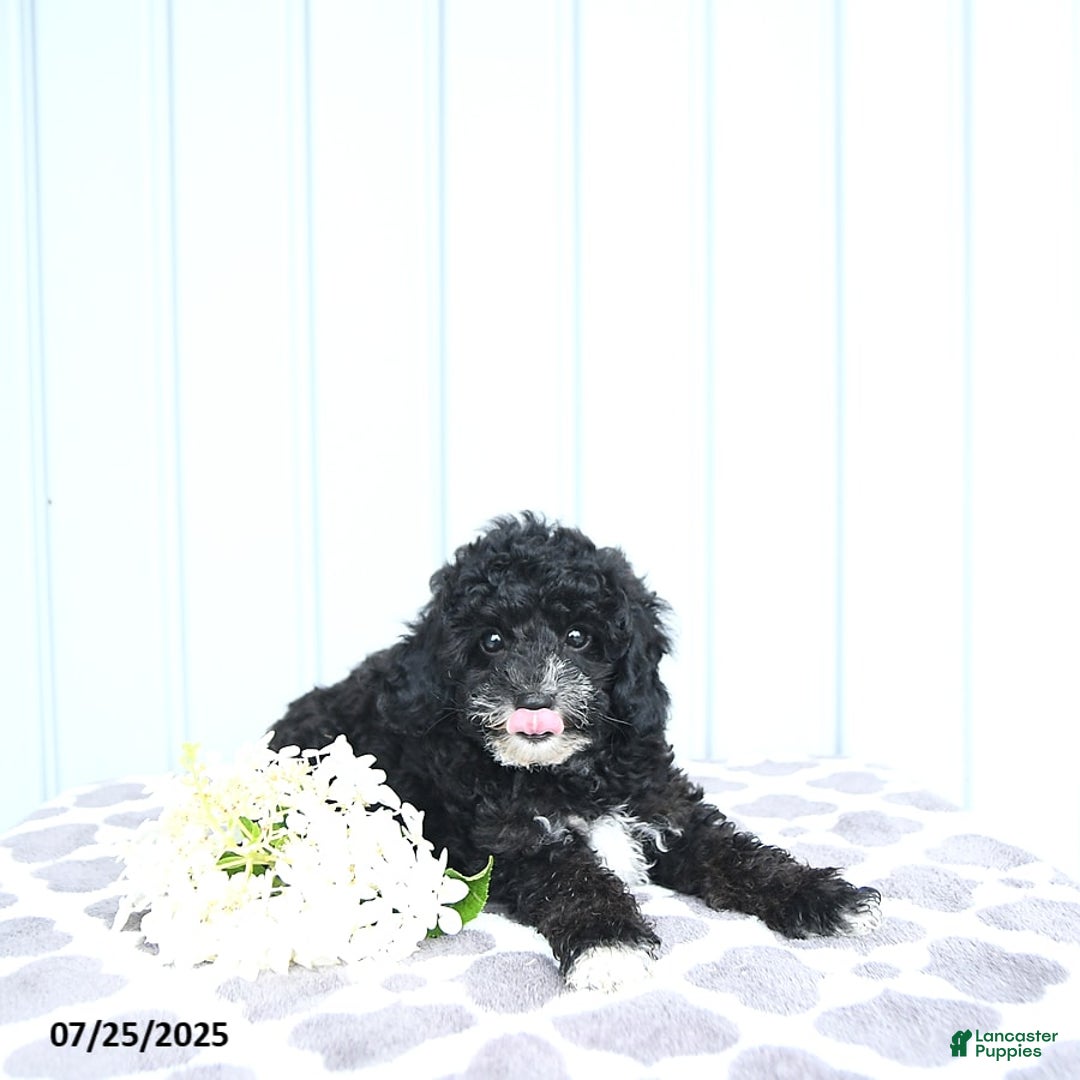 Toy Poodle dogs for sale: Kobey - Image 12