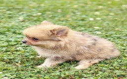 Pomeranian dogs for sale: Lukas - Image 5