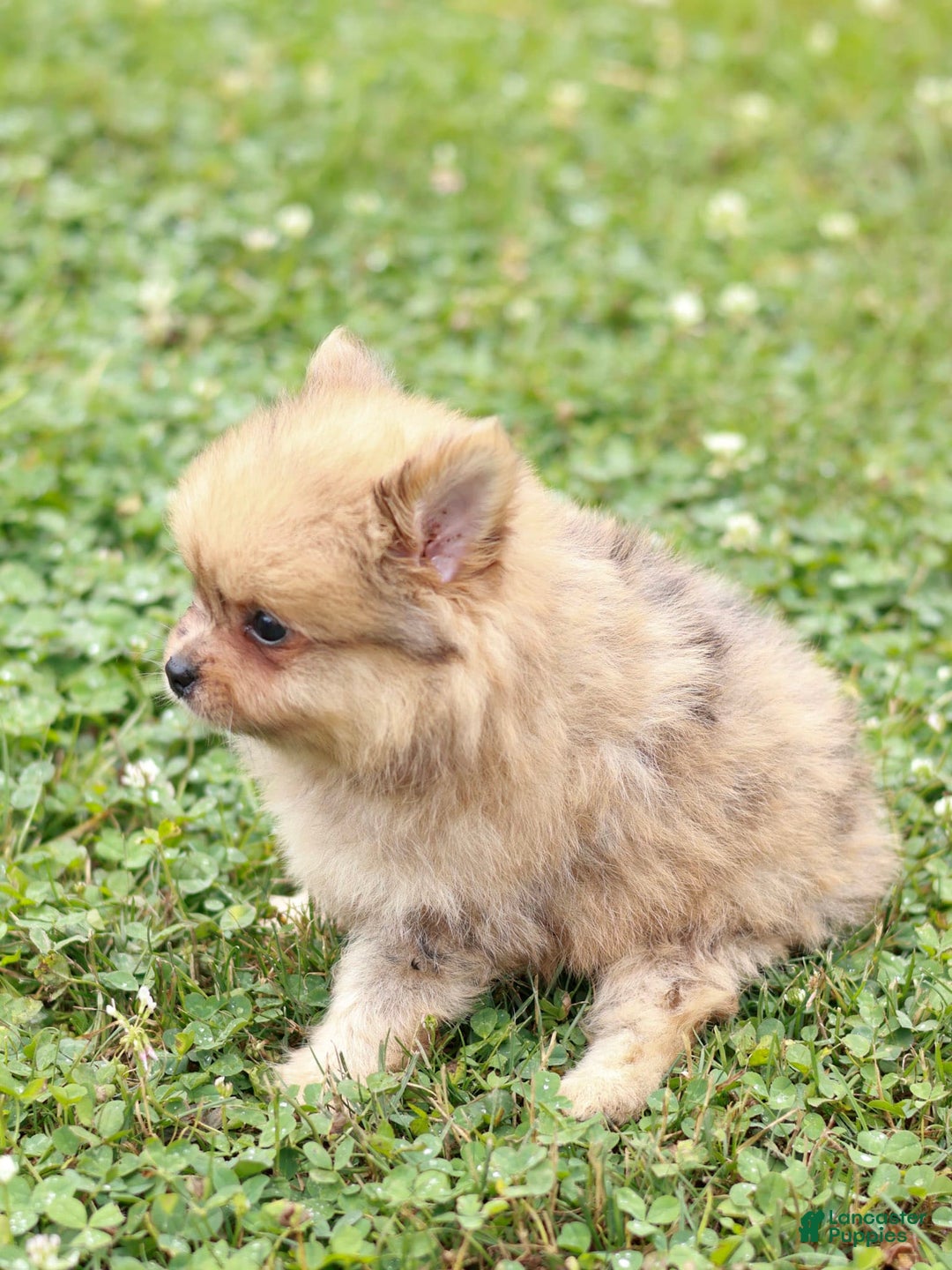 Pomeranian dogs for sale: Lukas - Image 5