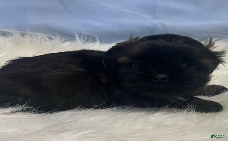 Shih Tzu dogs for sale - Ad 4