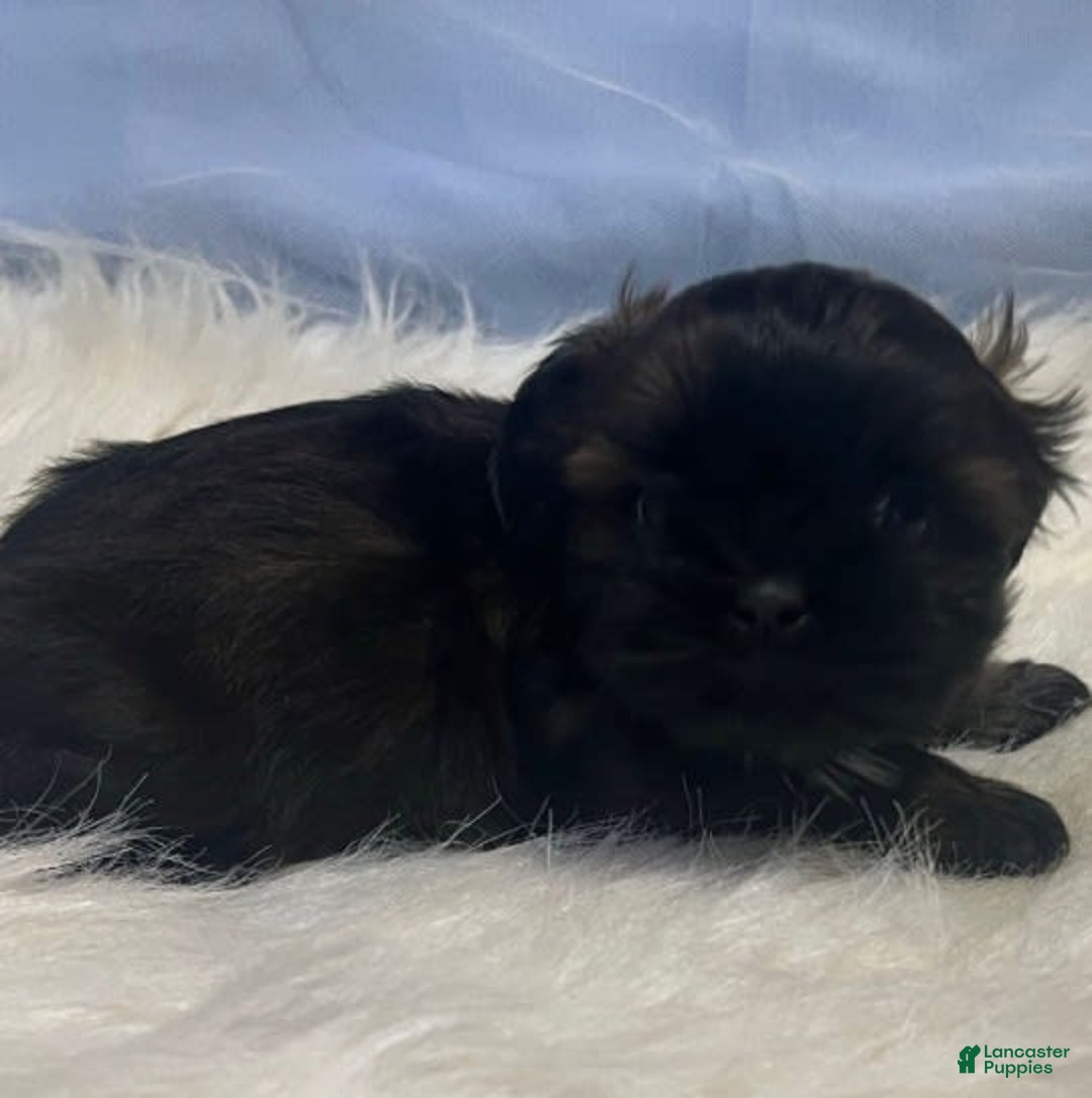 Shih Tzu dogs for sale: June Bug Brown - Image 1