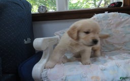 Golden Retriever dogs for sale: Erin - Image 15