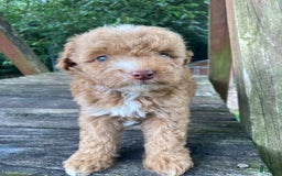 Miniature Poodle dogs for sale: Dexter - Image 13