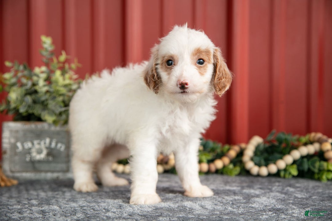 Mini Goldendoodle dogs for sale: Whitney - Image 1