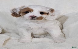 Cavapoo dogs for sale: Milkyway - Image 16