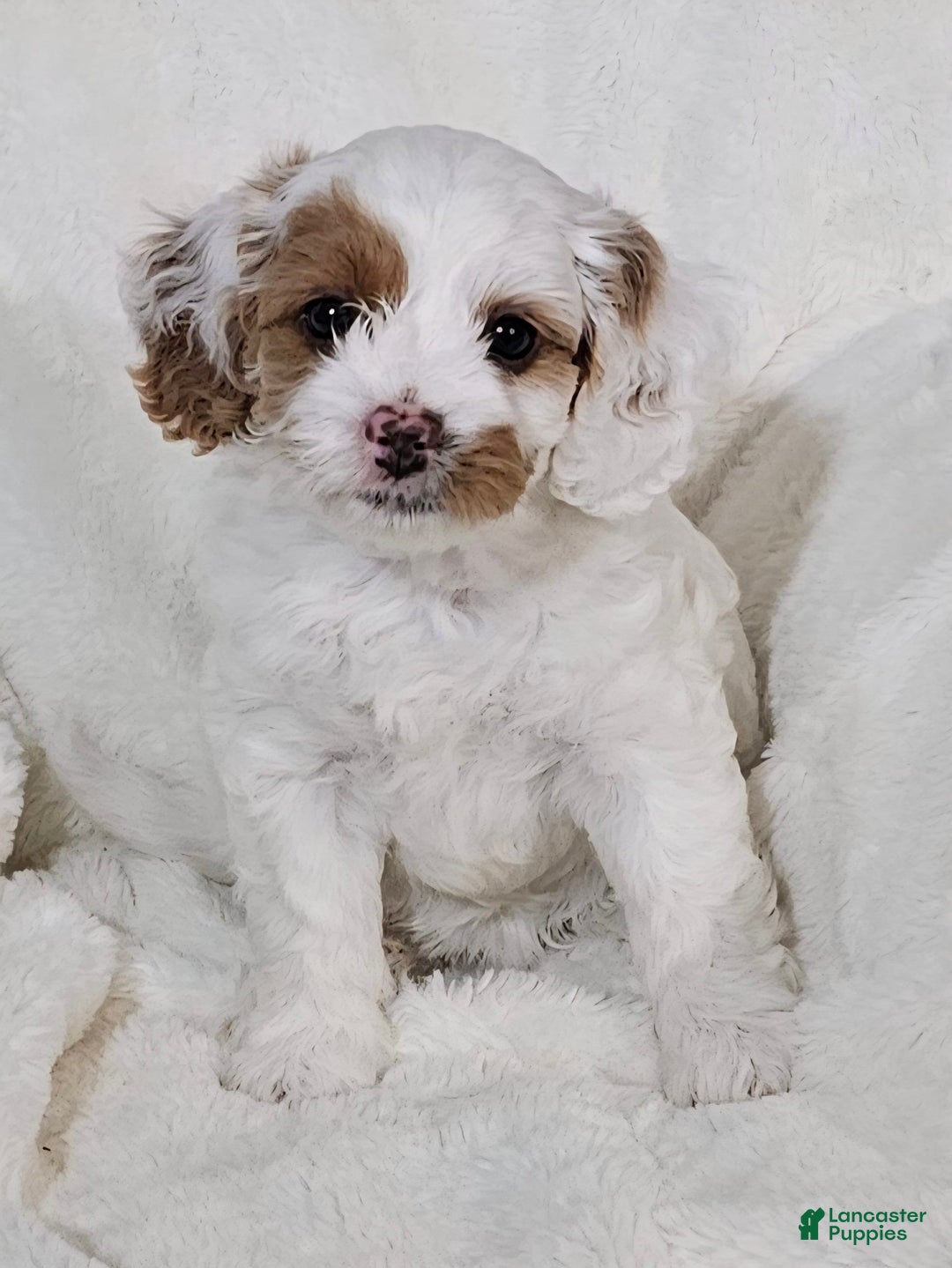 Cavapoo dogs for sale: Milkyway - Image 16