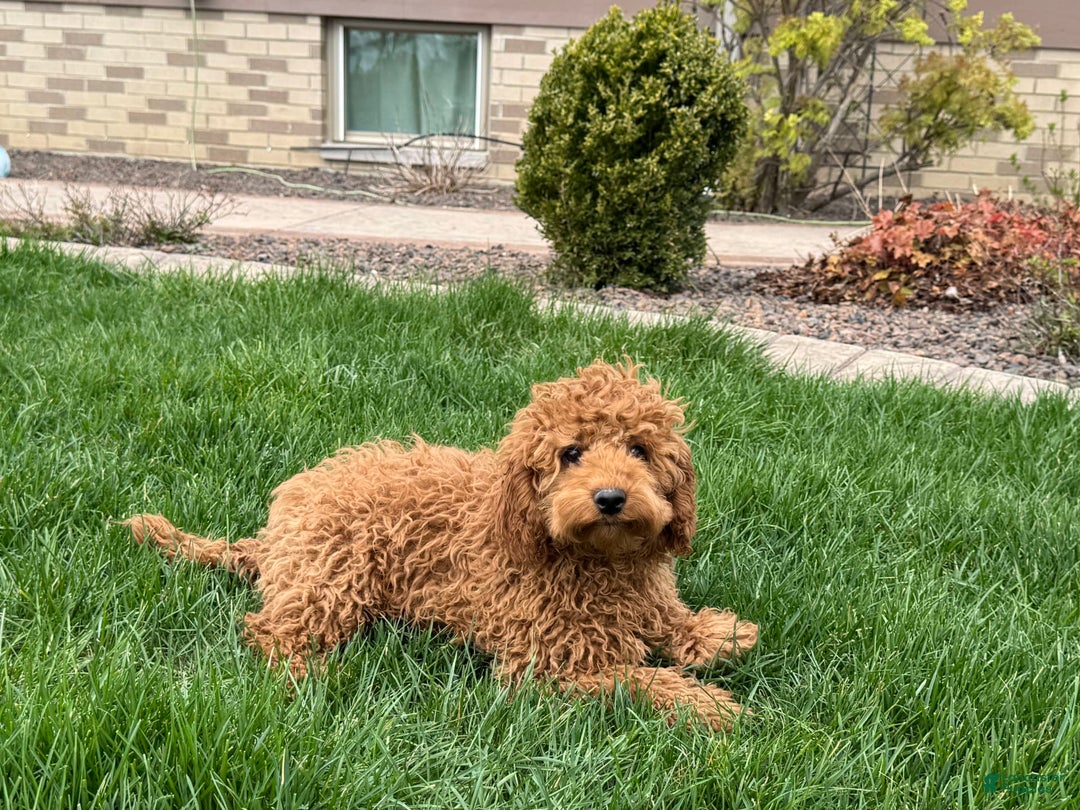Cockapoo dogs for sale: Terry - Image 2