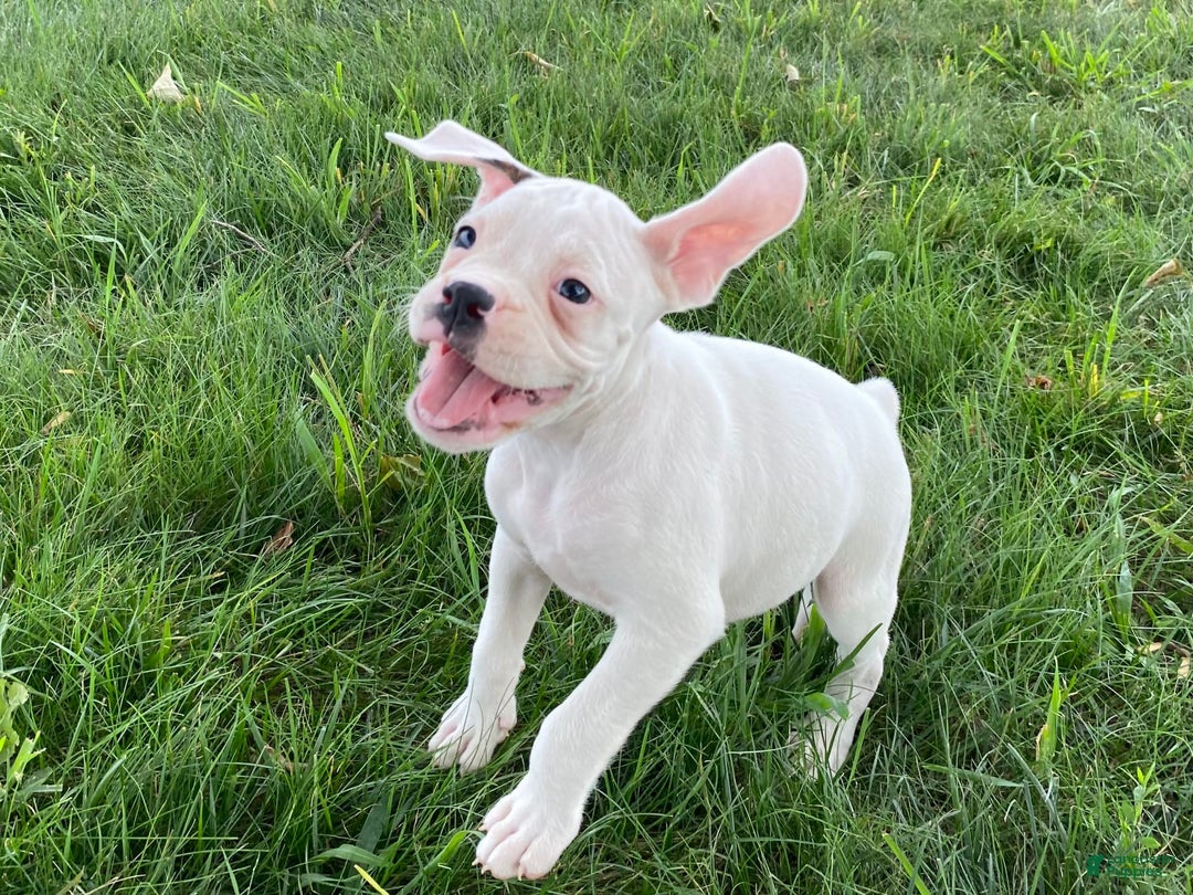 Boxer dogs for sale: Stewart - Image 8