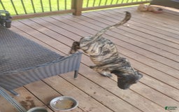 Presa Canario dogs for sale: Zina - Image 2