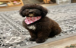 Standard Poodle dogs for sale: Gypsy - Image 24