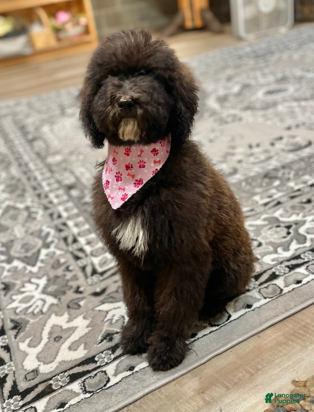 Standard Poodle dogs for sale: Gypsy - Image 24