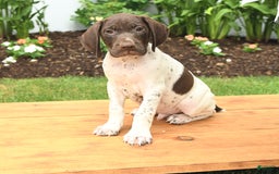 German Shorthaired Pointer dogs for sale: Thorn - Image 1