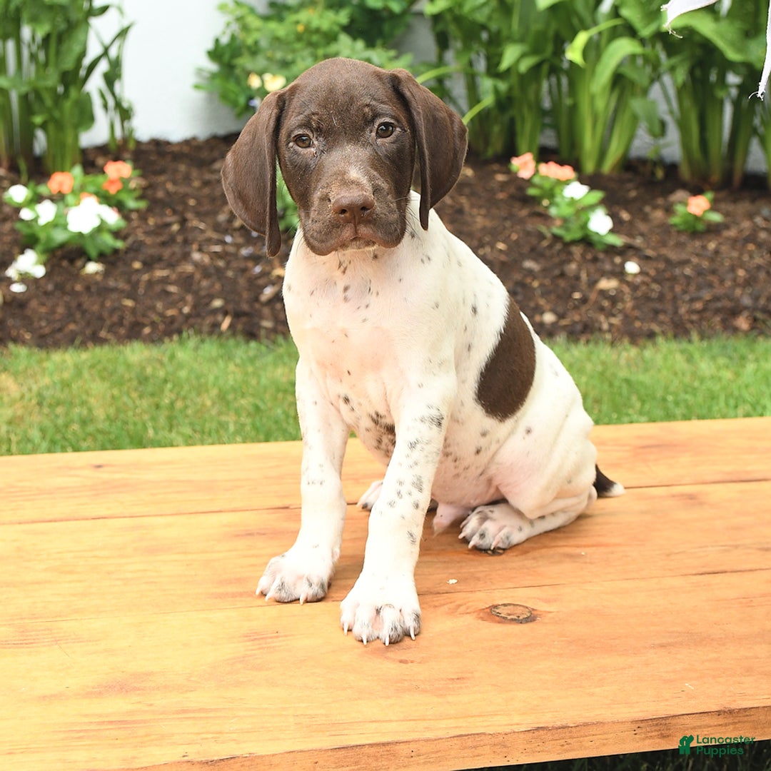 German Shorthaired Pointer dogs for sale: Thorn - Image 1