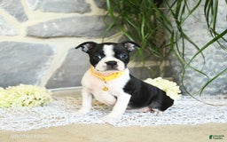 Boston Terrier dogs for sale: Willa - Image 3