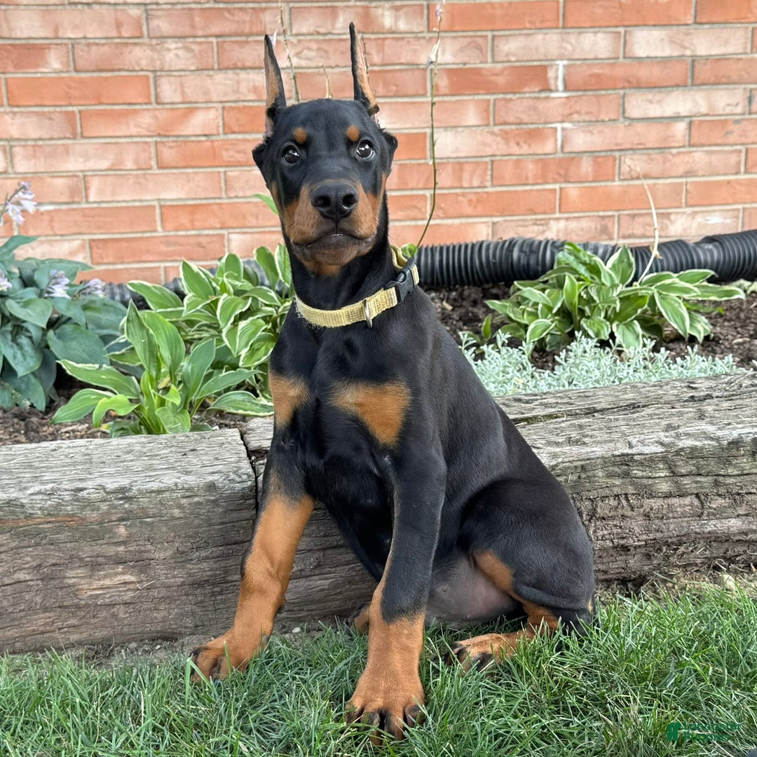 Doberman Pinscher dogs for sale: Stetson - Image 3
