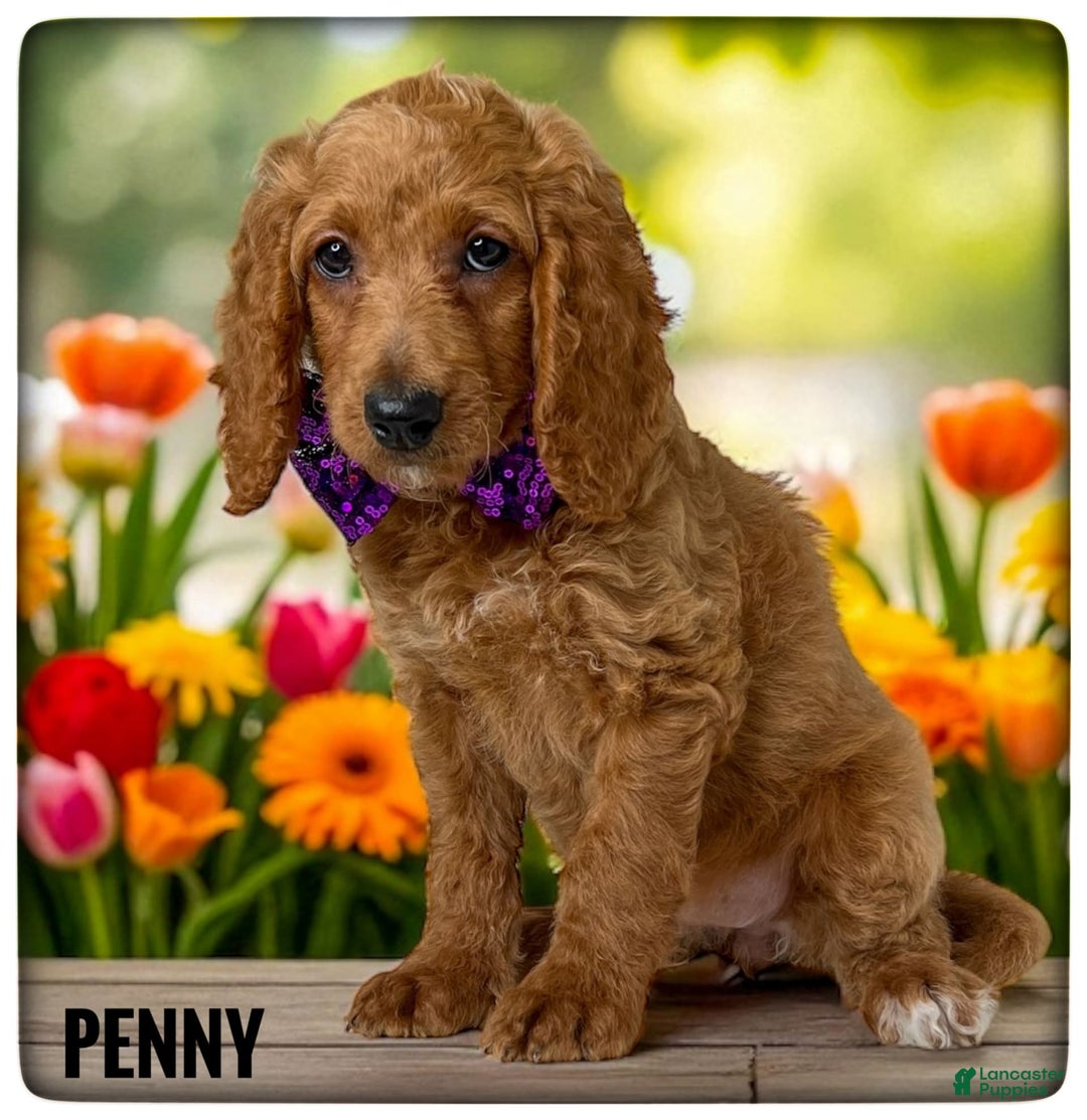 Goldendoodle dogs for sale: Penny Purple Collar - Image 2