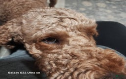 Goldendoodle dogs for sale: Baby Girl - Image 8