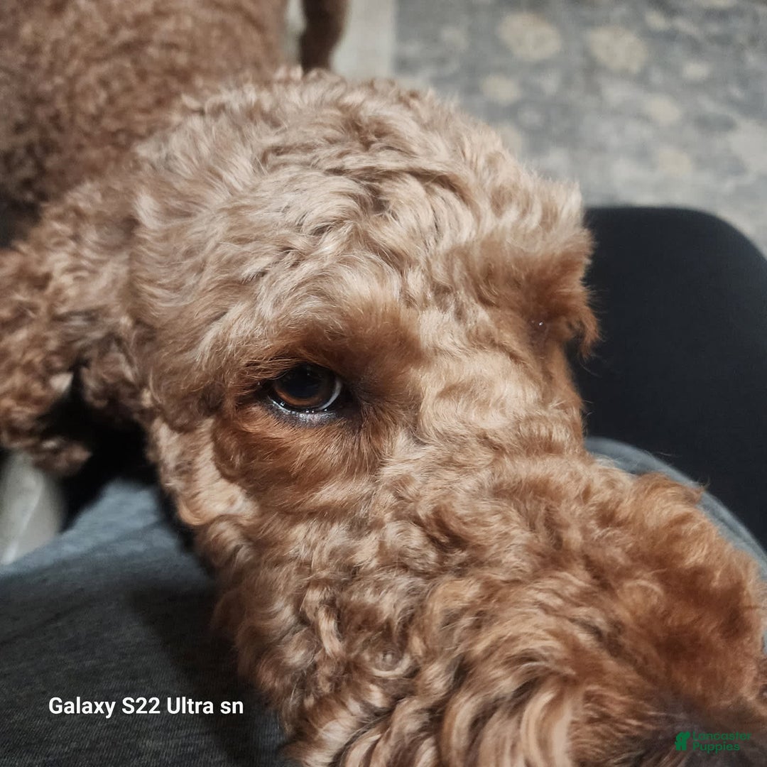 Goldendoodle dogs for sale: Baby Girl - Image 8