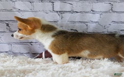Welsh Corgi Pembroke dogs for sale: Lacey - Image 13