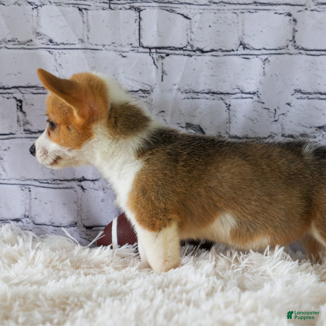 Welsh Corgi Pembroke dogs for sale: Lacey - Image 13