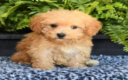 Havapoo dogs for sale: Mocha - Image 9