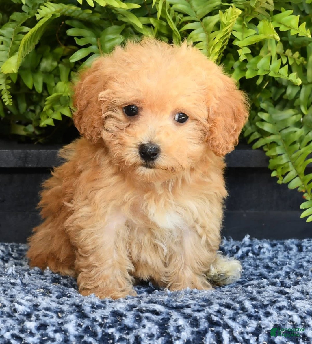 Havapoo dogs for sale: Mocha - Image 9