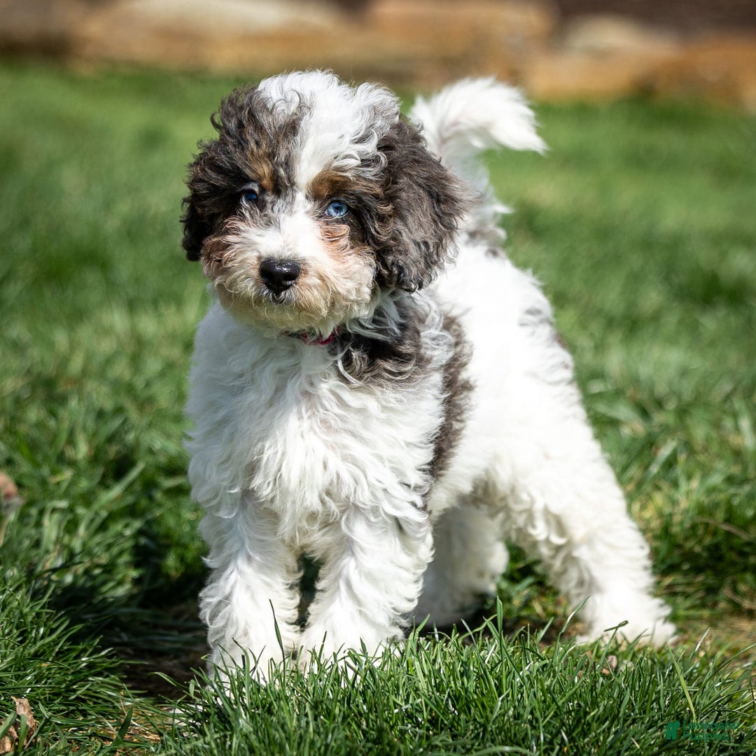 Cavapoo dogs for sale: Timon - Image 7