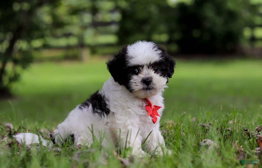 Shihpoo dogs for sale: Landon - Image 4