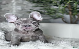 French Bulldog dogs for sale: Hunter - Image 10