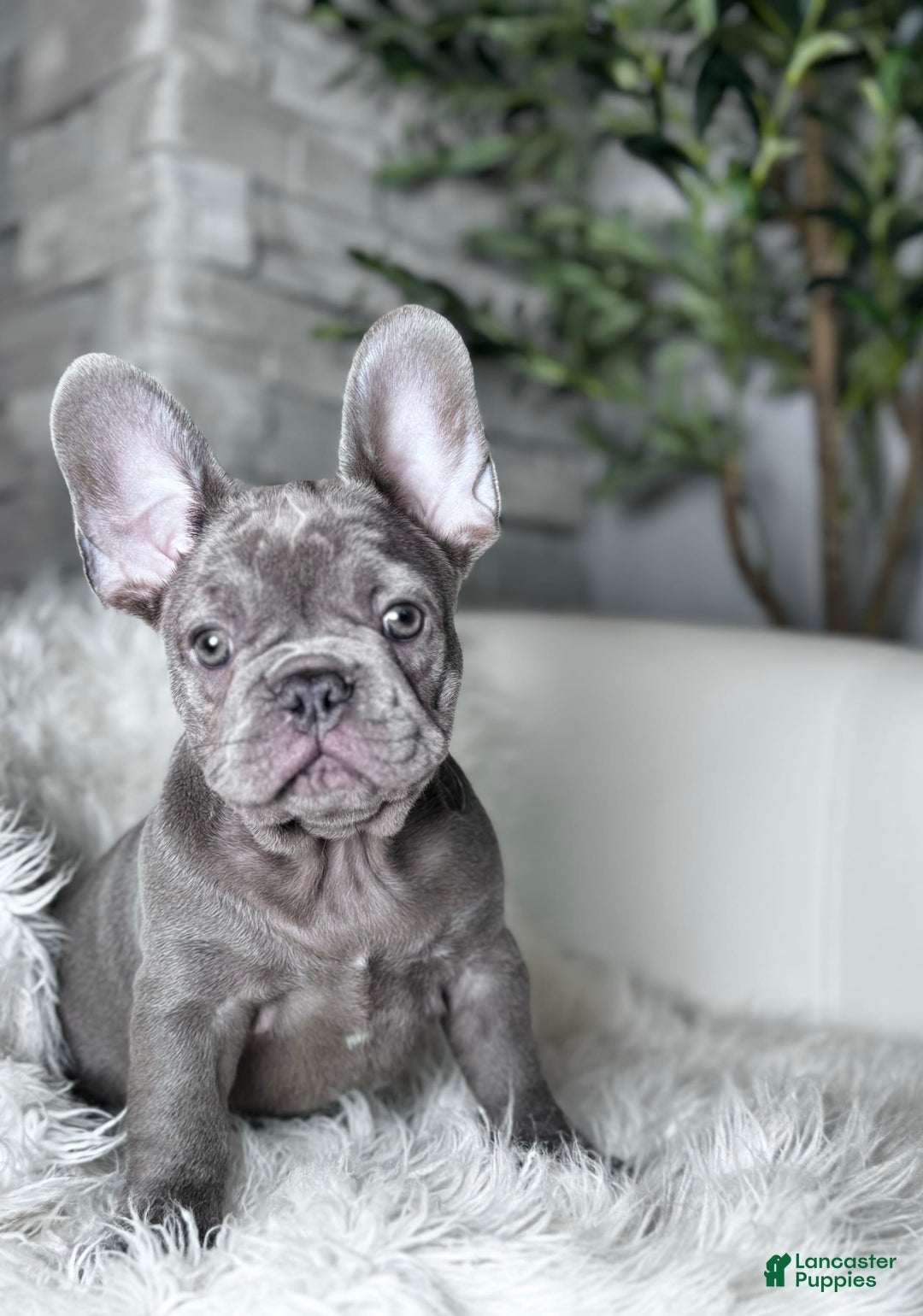 French Bulldog dogs for sale: Hunter - Image 10