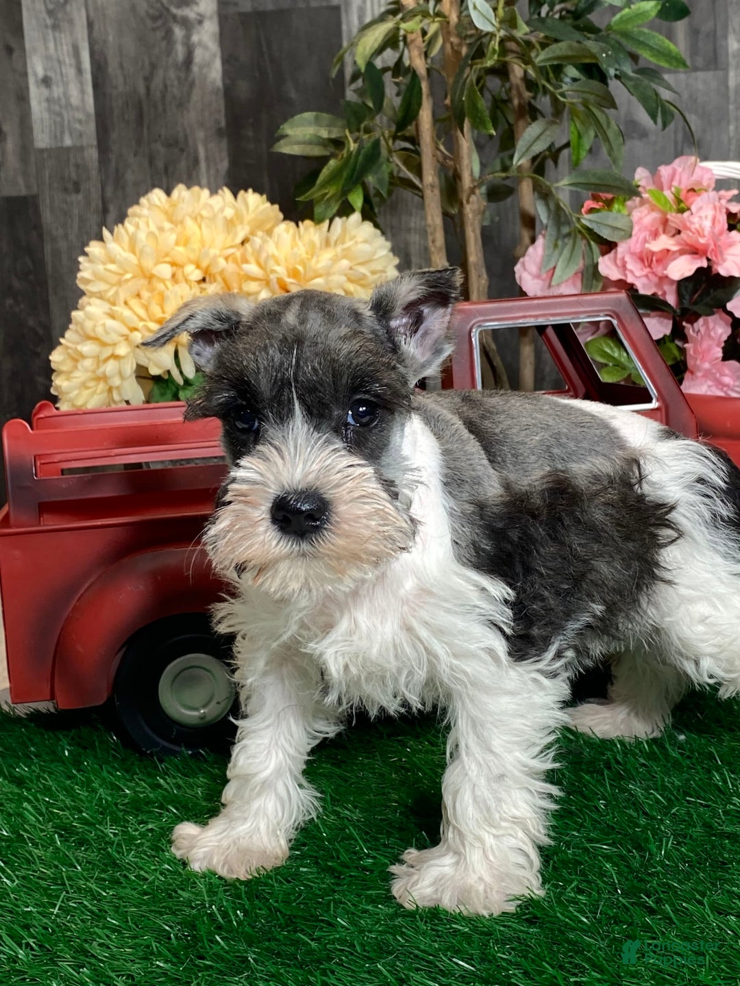 Miniature Schnauzer dogs for sale: Kira - Image 8