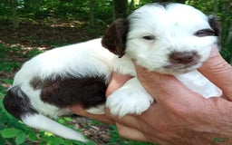 Portuguese Water Dog dogs for sale: "the Pokey Little Puppy" - Image 1