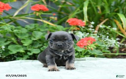 French Bulldog dogs for sale: Buttercup - Image 1
