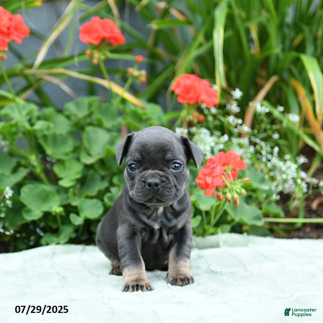 French Bulldog dogs for sale: Buttercup - Image 1