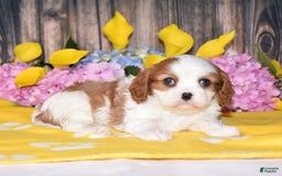Cavalier King Charles Spaniel dogs for sale: Tarrace - Image 4