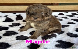 Bernedoodle dogs for sale: Maple - Image 1
