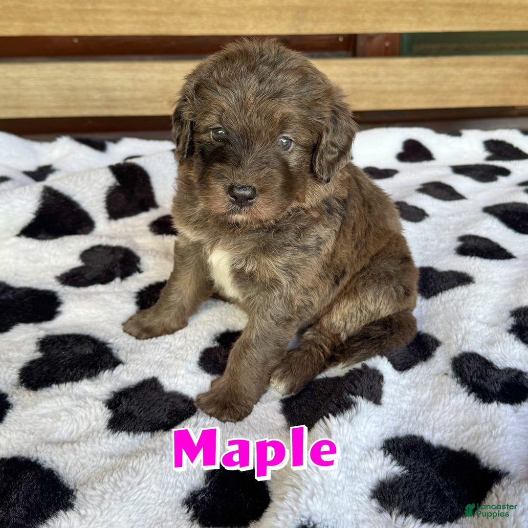 Bernedoodle dogs for sale: Maple - Image 1