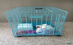 Miniature Dachshund dogs for sale: Spencer - Image 11