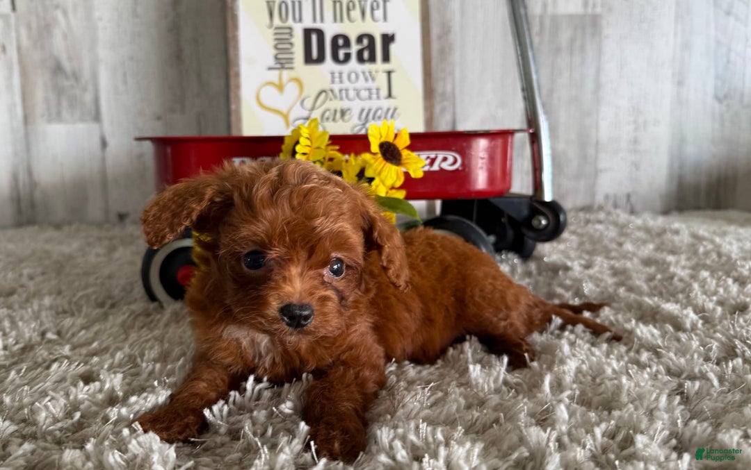 Cavapoo dogs for sale: Javin - Image 3